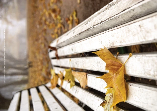 Bildes eines Poster mit einer Parkbank umgeben von herbstlichem Laub.