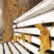 Bildes eines Poster mit einer Parkbank umgeben von herbstlichem Laub.