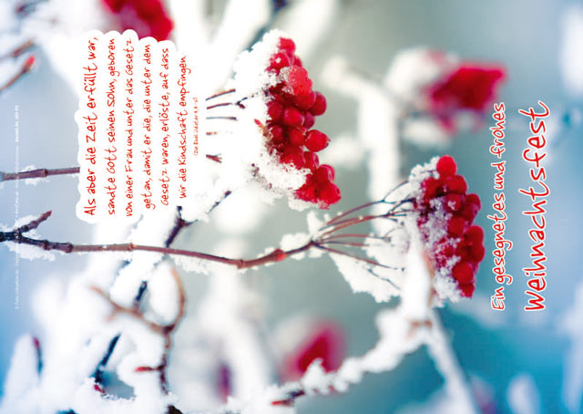 Poster Weihnachten A2: Rote Beeren