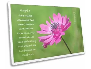 Postkarte: Anemone