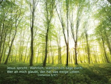 Postkarte: Lichtdurchfluteter Frühlingswald
