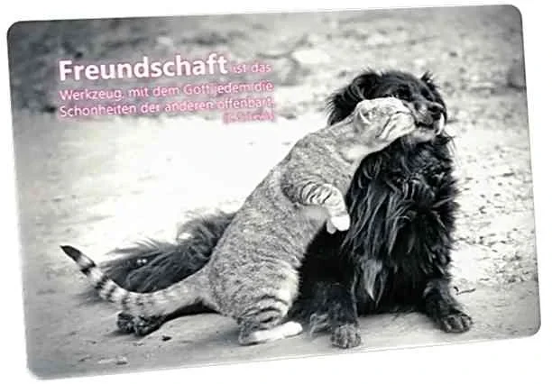 Postkarte: Mit Hund schmusende Katze