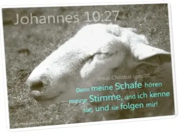 Postkarte: Schaf - Johannes 10,27
