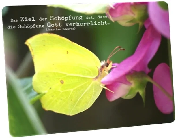 Postkarte: Schmetterling auf Blüte