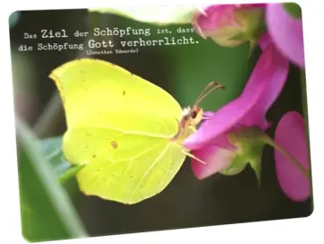Postkarte: Schmetterling auf Blüte